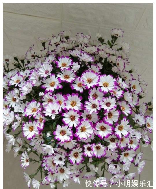 金鱼草|6种“漂亮花”,五块钱买一盆,持续开花200天,太便宜了