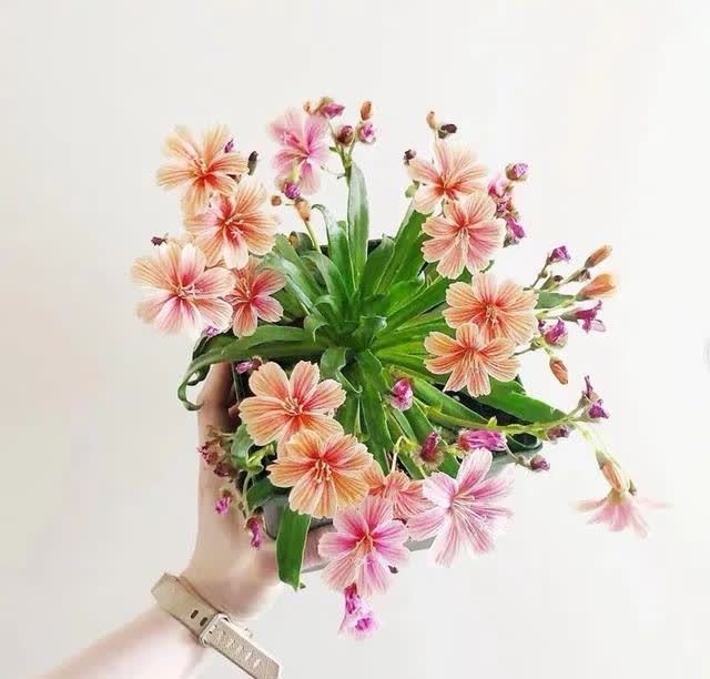 春天养露薇花,学会这几点,开花多又漂亮,花繁色艳人人夸