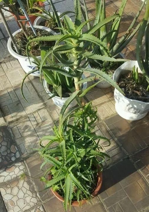 盆栽|不需要扦插的5种花,把根“掰开”就是小苗,成活率真高