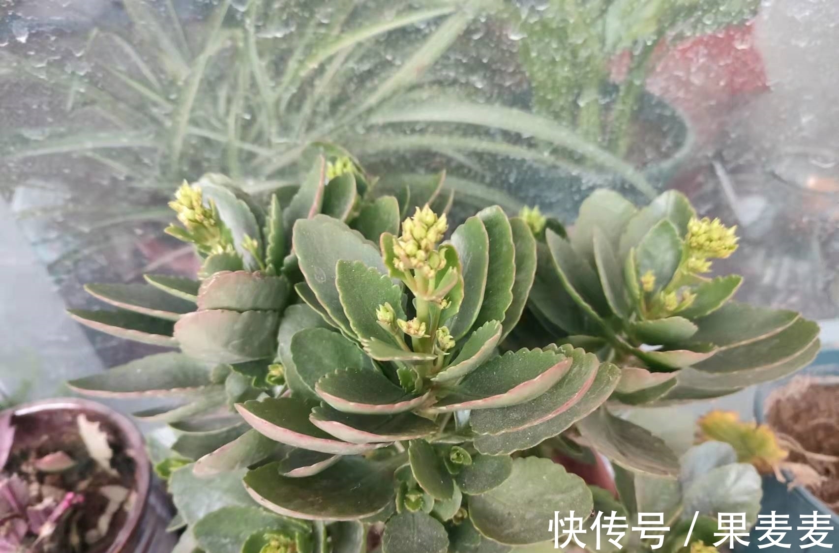 为什么你的长寿花养不活?看我是如何将长寿花养的粗又壮的!