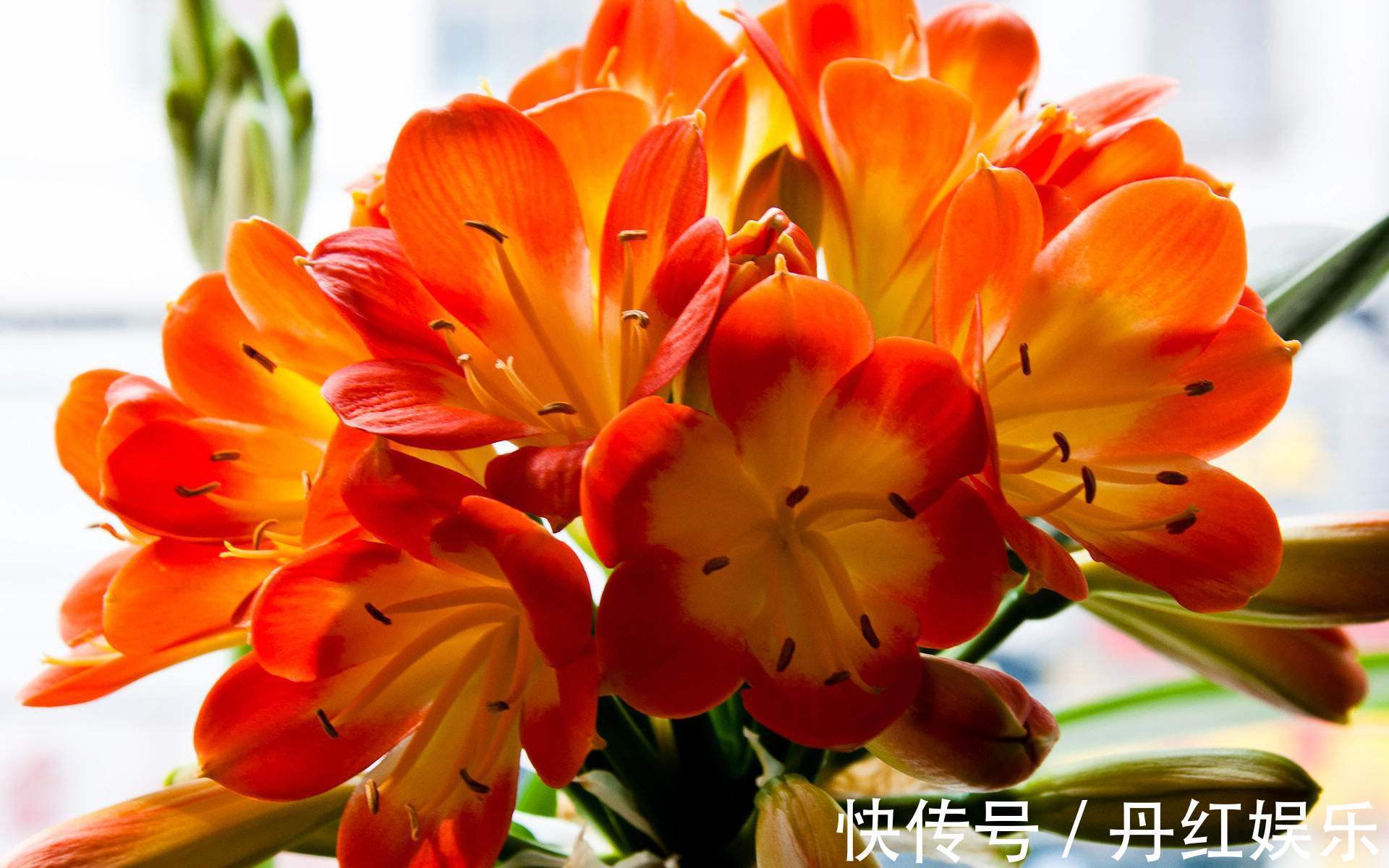 君子兰冬季的养护技巧,做好安全过冬,还能茁壮成长