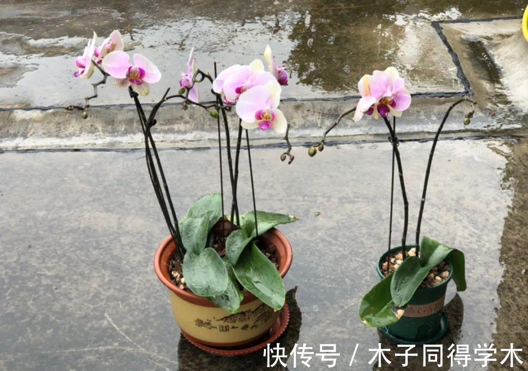 7种花,立秋后换盆,秋冬才能越养越好