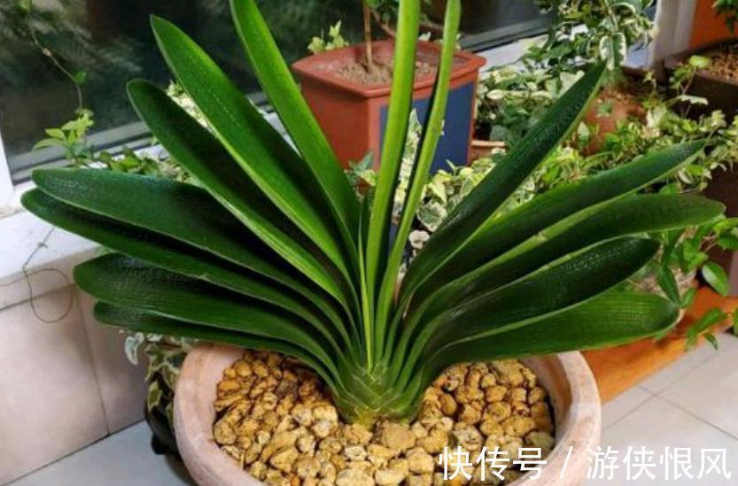 君子兰喂点“小零食”,叶片杠杠厚,花箭拔的高,开花大又艳
