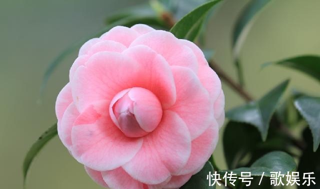 院子养花，很适合养一盆“名贵之花”茶花，花形优雅，美艳绝伦