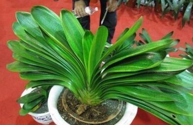 家家都有的一种“液体”，君子兰吃“1勺”，疯长如白菜，花还多