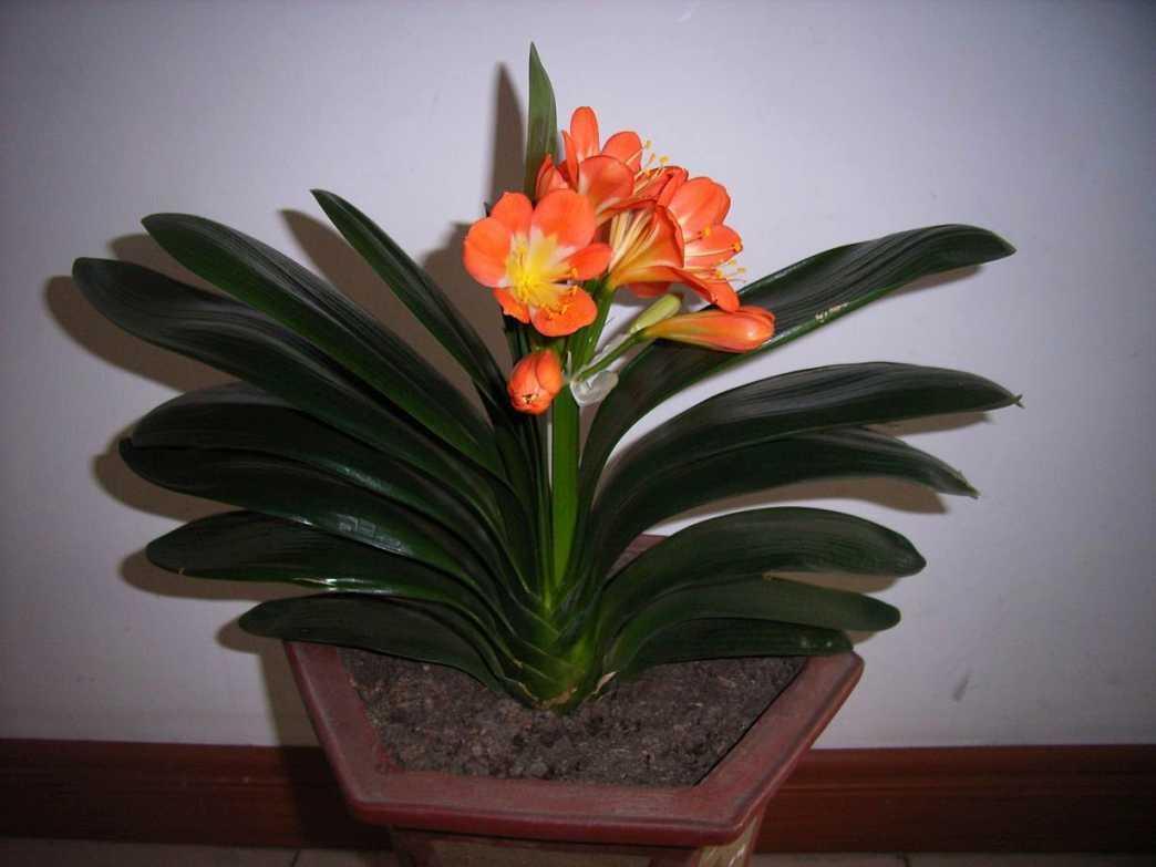 非常适合君子兰的肥料,让君子兰绿油油开花多!