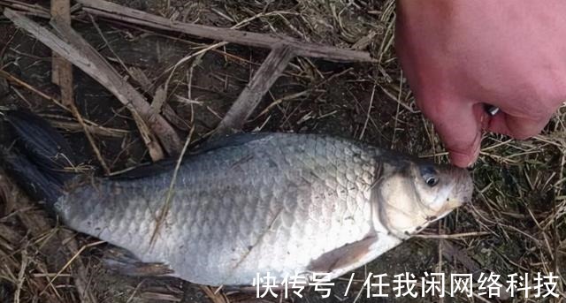 为何夏季钓鲫鱼又少又小,到了冬季又大又多难道是鱼挑食