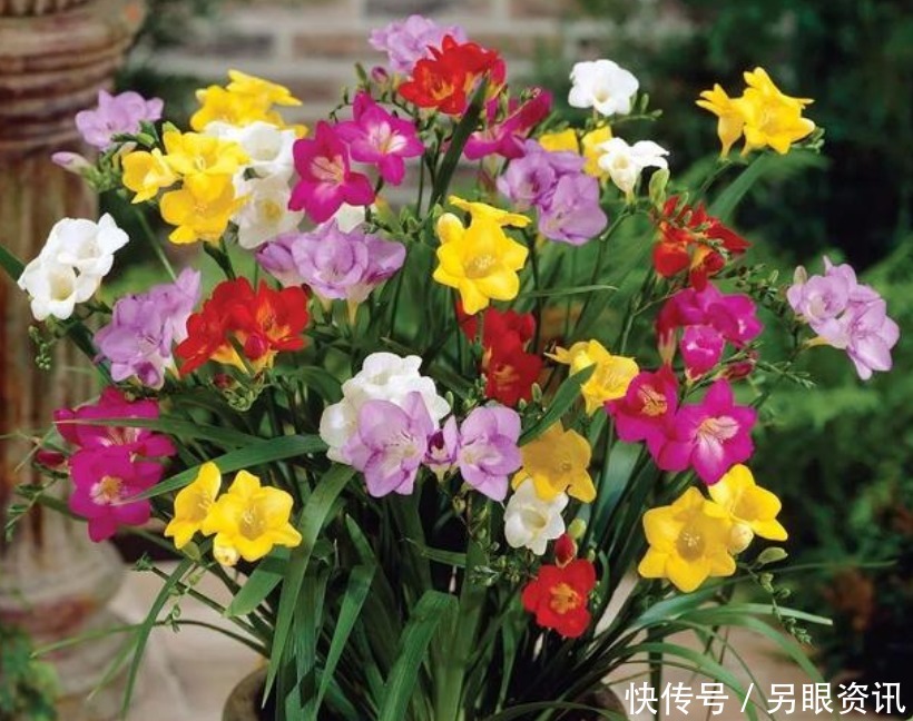 现在就养“4种花”，花朵开正旺，随手一养就爆盆，开成小花园！