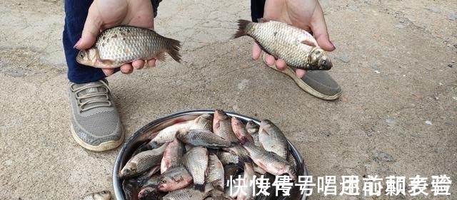 伴侣|一款比蚯蚓和红虫还好用的饵料,最适合水温低时用,爆护就靠它了!