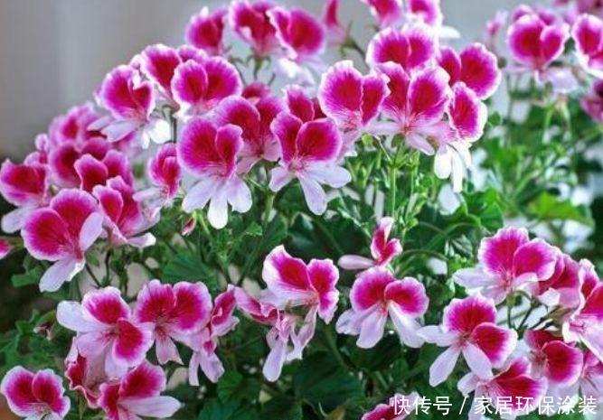 4种花很耐养，沾土就能活，有阳光就爆盆，给点水就疯长