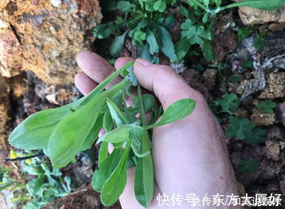 慢支炎|田里的一种野菜,营养价值高,全身是“宝”,这样做最好吃!