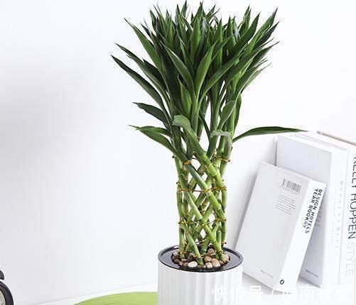 观赏性|4种花摆放在家中,不仅能净化空气,最重要的是能旺财