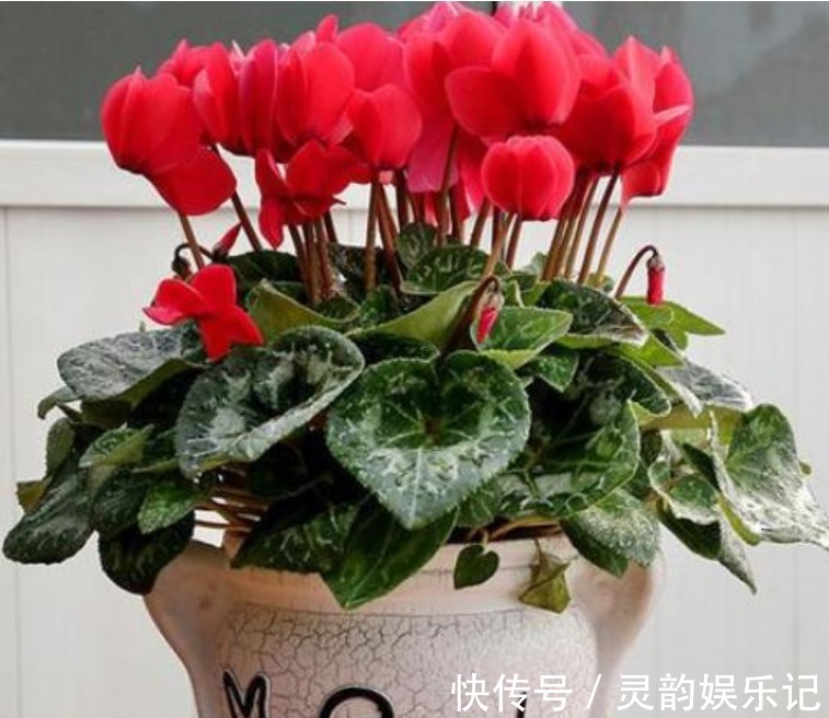 家里就养3种“女神花”，名字好听，开更美，开花漂亮上档次！