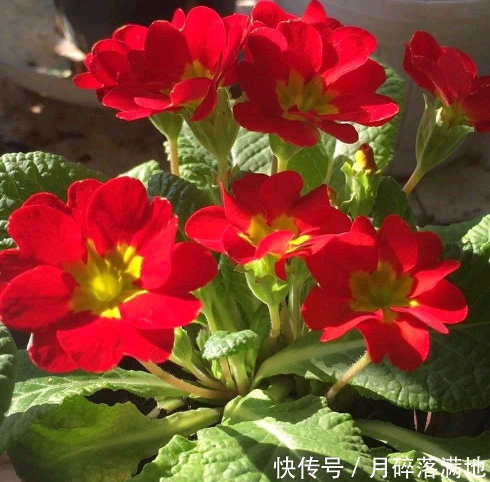 冬天养什么花好,它就不错,花朵大花苞多,很漂亮好养活