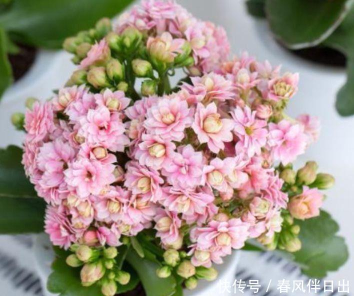 颜值超高的3款花,盛开时繁花似锦,花色美轮美奂