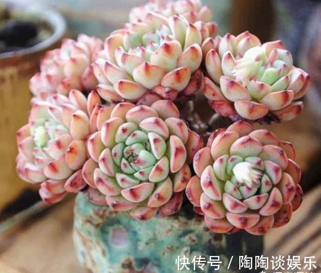 6种多肉,夏天要多操心,不然再美,也得“度夏死”