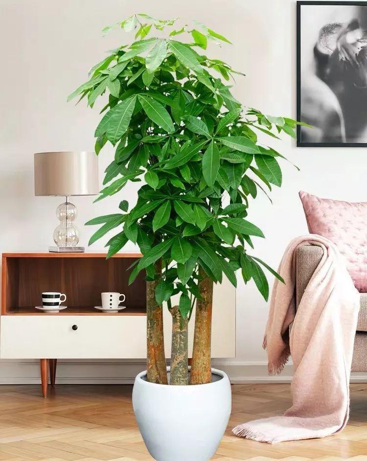 长寿花|天气冷,六种花要干养,少水多晒才健壮,养成老桩更旺家