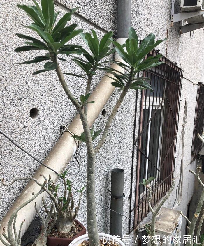 沙漠玫瑰的茎杆太细，想要它长粗一点该怎么办