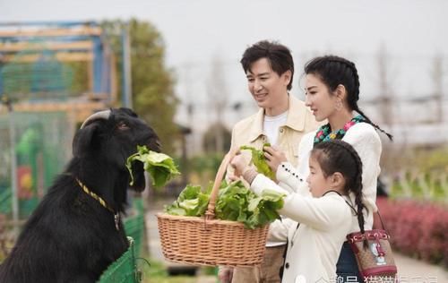 恋爱综艺是否靠谱？黄奕王琳相继翻车，王子文高调秀恩爱