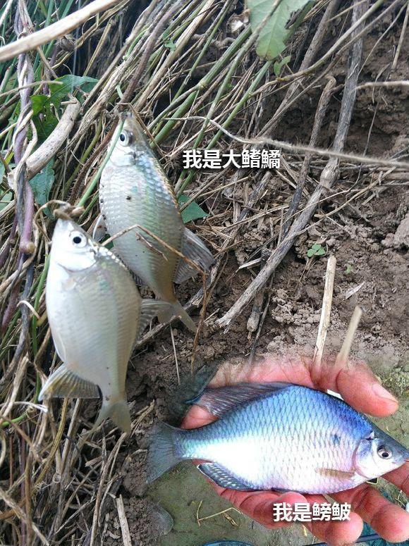 钓到鱼不认识钓友常问的几十种鱼盘点,老钓友都不超过5种