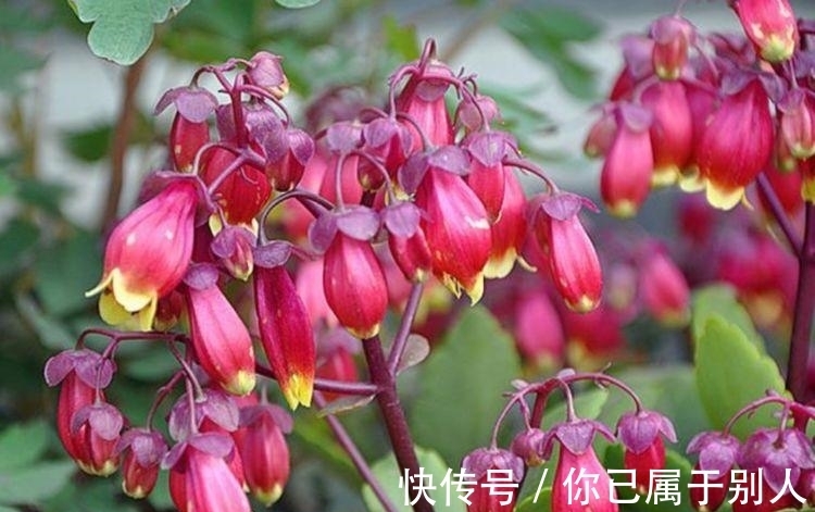 3种花是爆盆“能手”,开起花来“拦”不住,被称为开花机器