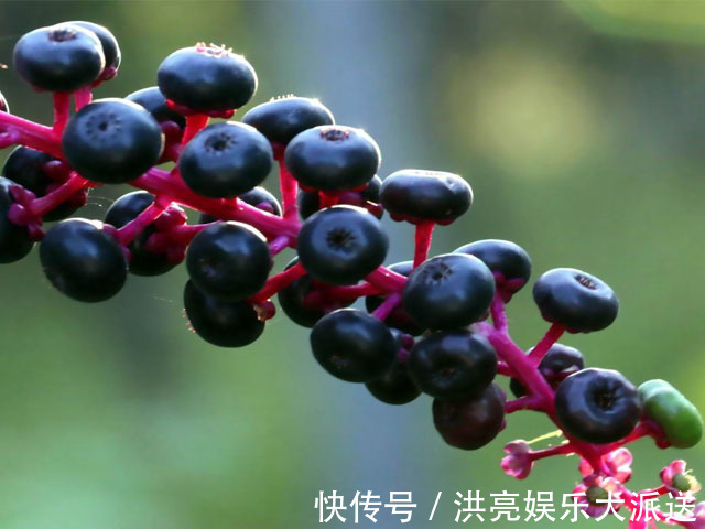 果实|乡下有一种野草,其根部有消肿的奇效,果实还可以染色