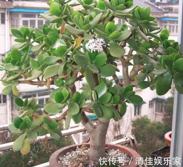 饮料|玉树一浇水就“变矮”换点“饮料”喝,枝干壮如松,叶片厚又亮