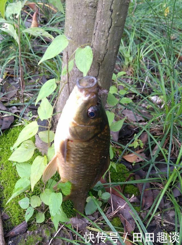 野钓小技巧浮漂做一个小改动,惊鱼几率大降