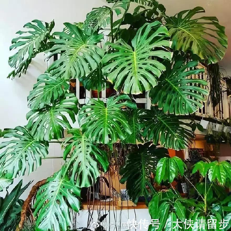 “人养花三年,花养人一生!”家居盆花100种,总有几款你喜欢