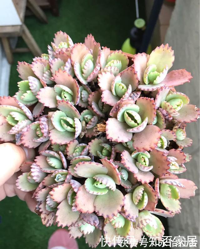 养花技巧:折腾不死的25种花,咋养都爆盆,懒人最适合