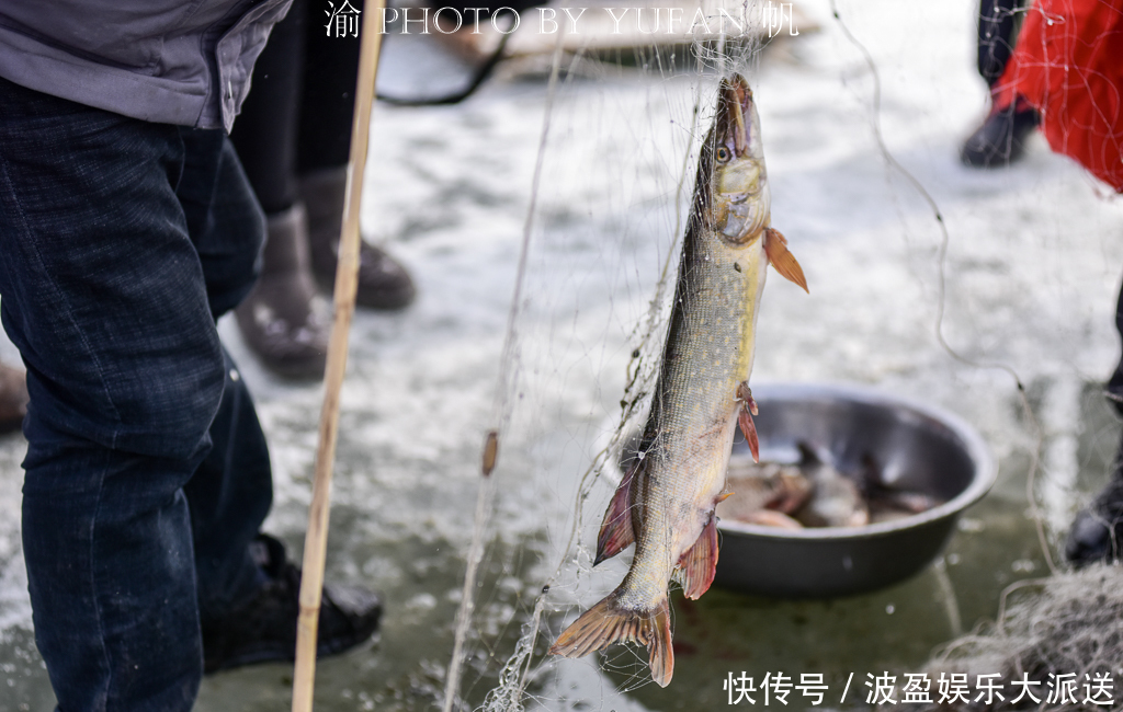 博斯腾湖|东有查干湖，西有博斯腾，中国最大内陆淡水湖的冬捕你知道吗