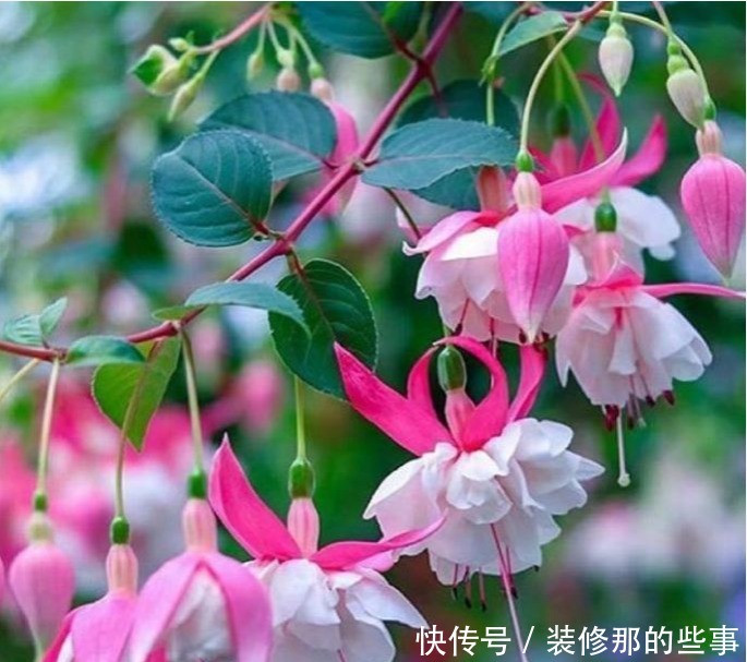 4种花高贵优雅,看了就让人沉醉,花开就爆盆,漂亮又好养!