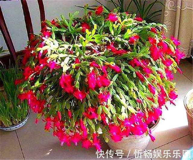 蟹爪兰花后养护很重要，仅仅修剪还不够，做好这4点，开花大又多