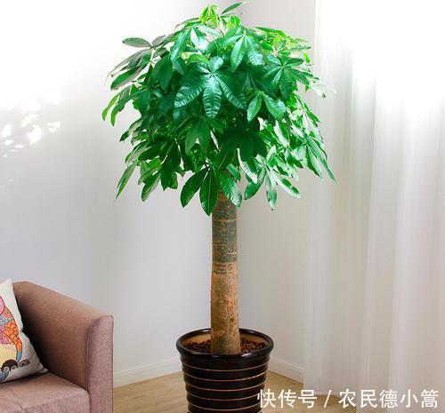 越长越|养花用盆有讲究,“富花”大盆栽,“穷花”挤一挤,越长越好看!