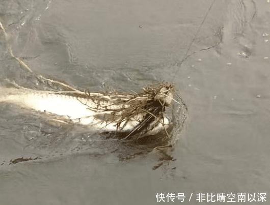 维生素b2|拜拜了蚯蚓,“玉米加它”是钓鱼的关键,只要2勺,鱼获瞬间翻5倍!