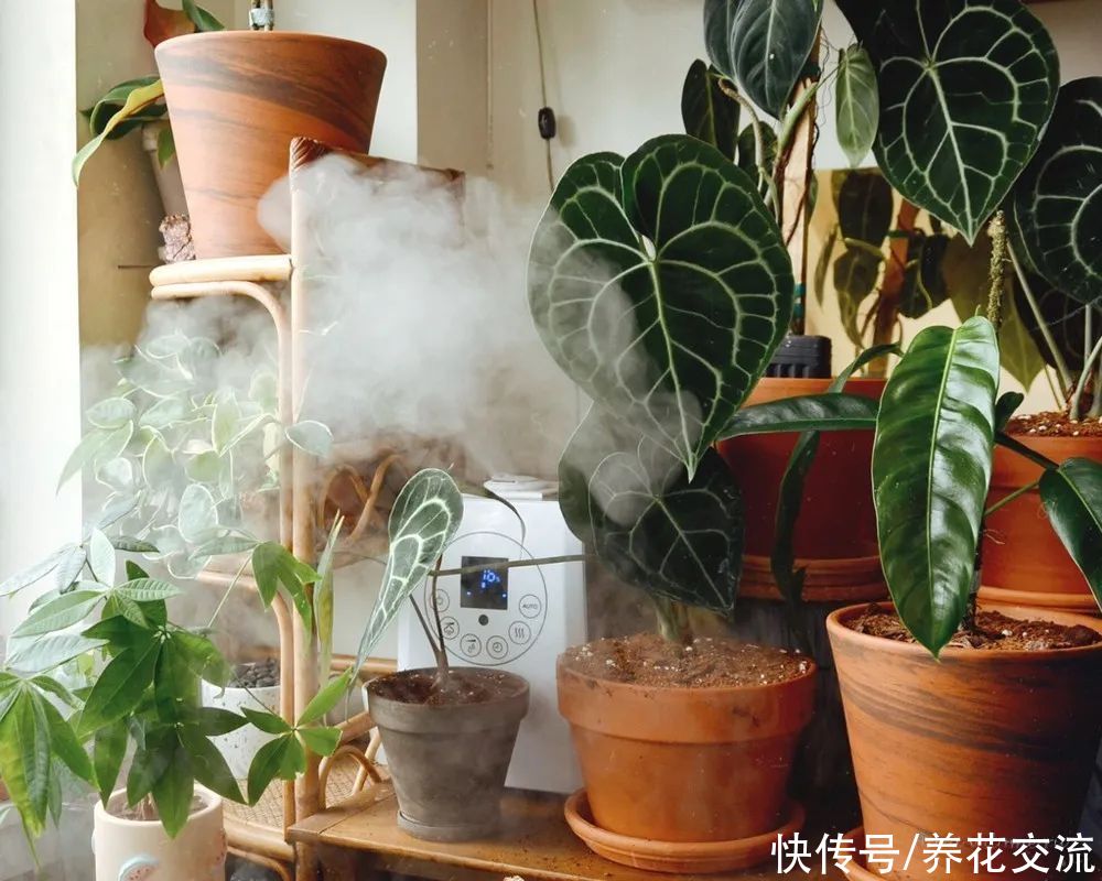 铁线蕨|养花的环境空气干燥，植物容易出问题，6个技巧可增加湿度