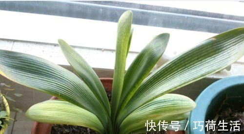 君兰|君子兰是多晒好,还是少晒好很多人弄反了,难怪黄叶不开花