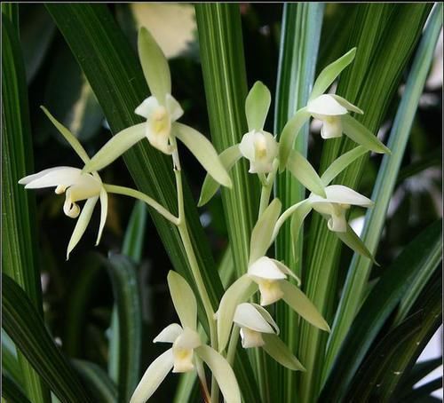 曾多次|曾多次获奖的兰花,叶艺珍稀、罕见,花色纯洁,香味特浓,很好养