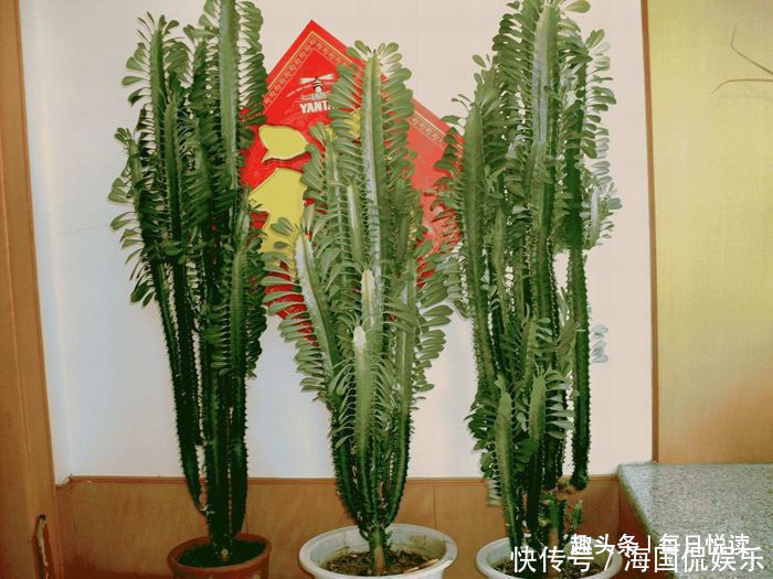 遇见|在外遇见“它”,记得买回家,是“镇宅辟邪花”,很多人都抢着养