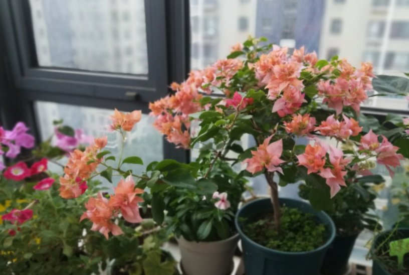 干根|夏季植物易“打蔫”，是你浇水没浇透，碰到几种情况，一定要浸盆