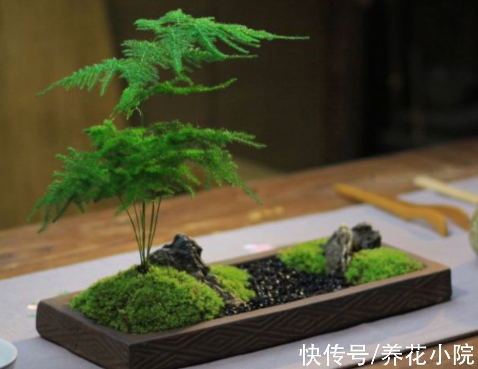 开花类|家里阳光少,可养8种喜阴的植物,好养又漂亮