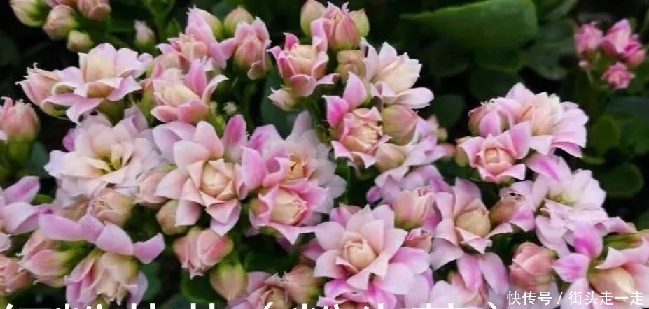 45种长寿花,个个都美爆了,你家养了多少种?