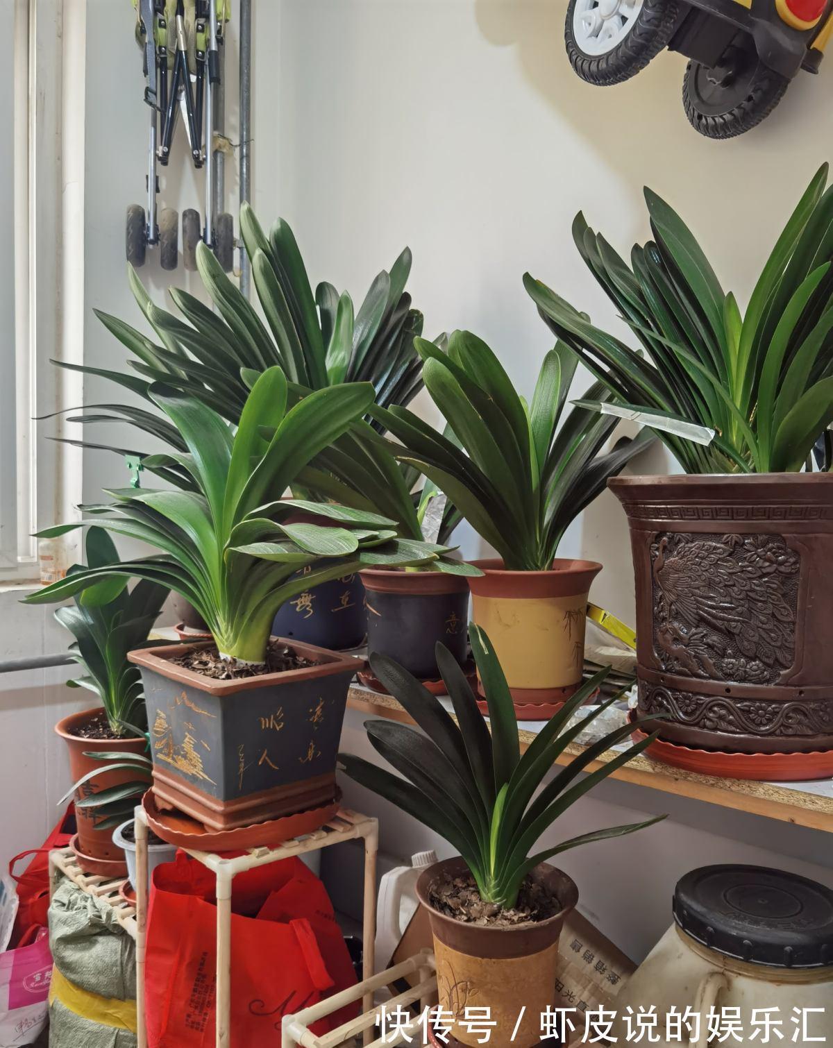 植物|7种“懒人花”，漂亮又好养，客厅养一盆，大气吉祥，养人又旺家