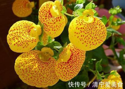 喜欢养菊,不如养“高档玫瑰”红羽,美艳如少女裙摆,灵动可爱