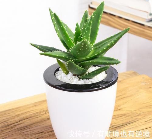 芦荟盆栽越长越大,如何给芦荟进行修剪,要注意什么