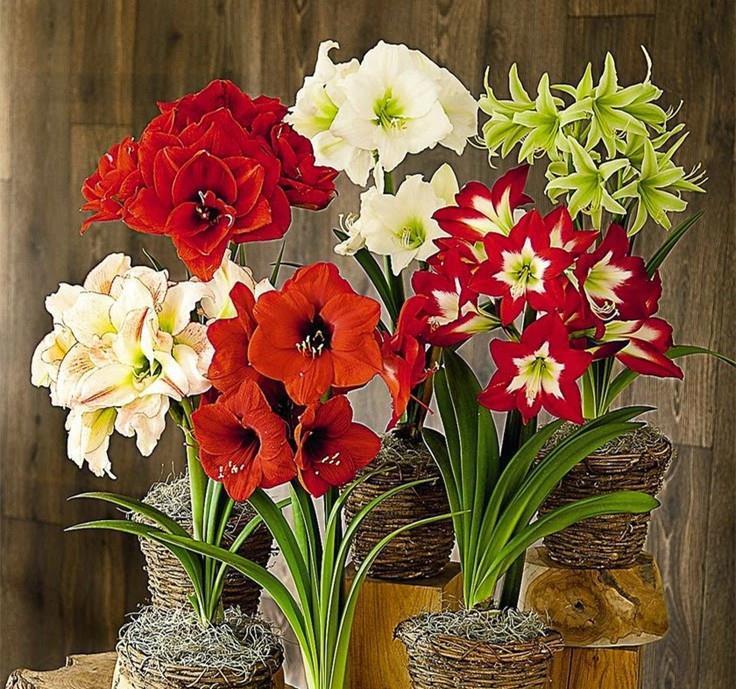 朱顶红开花矮矬子？动手剥开皮，冒出一圈大红花