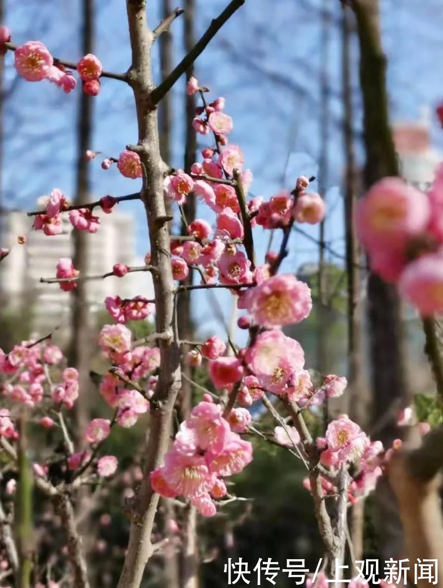 春到长宁万物苏，梅花玉兰已倾城