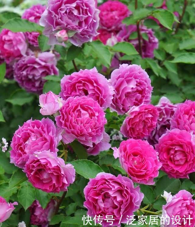 天方夜谭—盆栽花卉“新宠”,花似牡丹,又美又香,四季有花看
