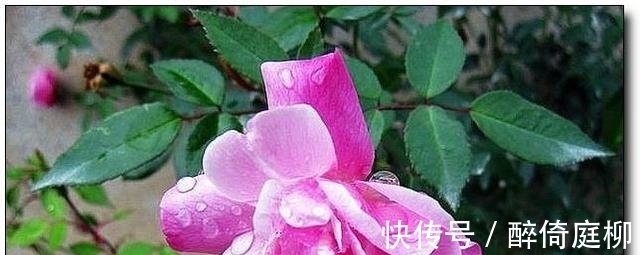 未来十天，风里雨里，不曾离去，4大星座爱情执着，回到旧情里