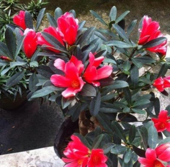 秋天|秋天定要养棵四季茶花，花大色艳美极了，一次能开20朵，值得拥有